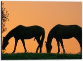 Dibond - Silhouet van 2 Grazende Paarden - 40x30cm Foto op Aluminium (Met Ophangsysteem)