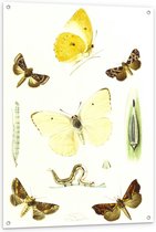 Tuinposter – Verschillende Vlindertjes - 80x120cm Foto op Tuinposter  (wanddecoratie voor buiten en binnen)