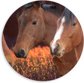 Dibond Wandcirkel - Paarden Hoofden - 80x80cm Foto op Aluminium Wandcirkel (met ophangsysteem)