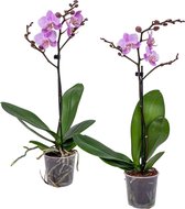 Orchidee | Phalaenopsis Roze per 2 stuks - Kamerplant in kwekerspot ⌀9 cm - ↕40 cm