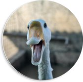 Forex Wandcirkel - Blije Eend - 40x40cm Foto op Wandcirkel (met ophangsysteem)