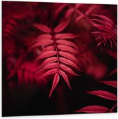 Dibond - Plantjes - 100x100cm Foto op Aluminium (Met Ophangsysteem)