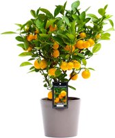 Citrus Calamondin in Roma keramiek (taupe)