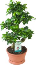 Ficus Microcarpa Ginseng - Bonsai S-Vorm - ↑ 70-75cm - Ø 27cm