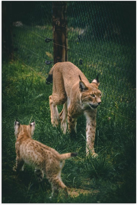 Poster - Lynx met Baby - Foto op Posterpapier