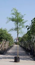 Honingboom Sophora japonica h 450 cm st. omtrek 16 cm