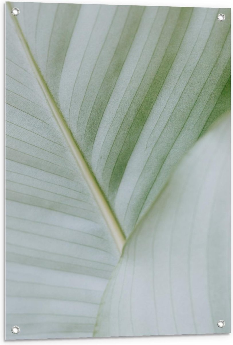 Tuinposter – Groen Blad - 60x90cm Foto op Tuinposter  (wanddecoratie voor buiten en binnen) op Prijzenvolger.com