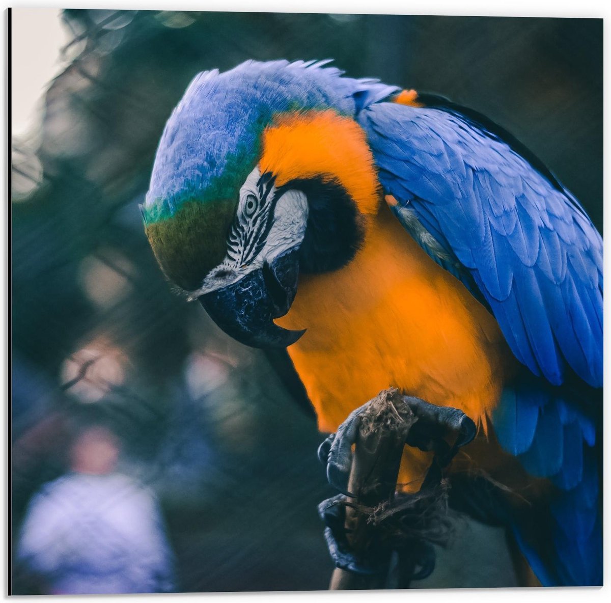 Dibond - Mooie Blauw met Gele Papagaai op Stokje - 50x50cm Foto op Aluminium (Wanddecoratie van metaal)