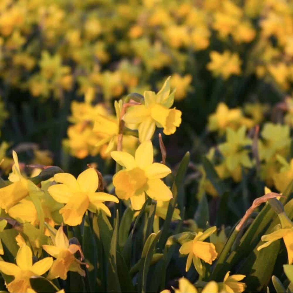 Narcissenbollen Tête-à-Tête - 30 bloembollen - bolmaat 10/12 - geel, kleinbloemig, vroegbloeiend, winterhard - direct van de kweker - Flowerbulbs Amsterdam