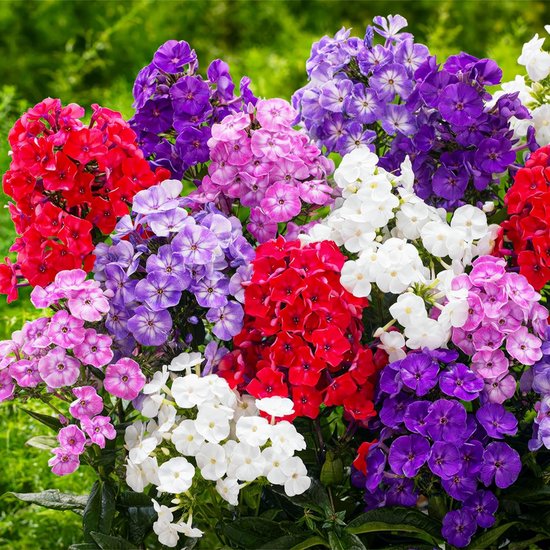 Herfstsering - Buitenplant Winterhard - Phlox Paniculata - 10 stuks - Tuinplant - Meerkleurig - Tuin Plant voor Buiten