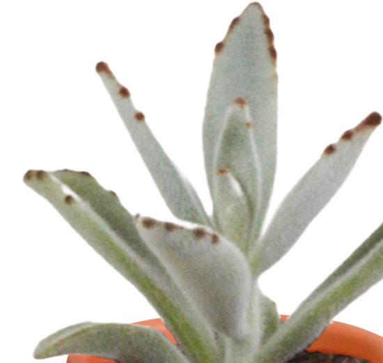 Megamix 15 pièces - Cactus et succulentes 5,5 cm en pot mexicain