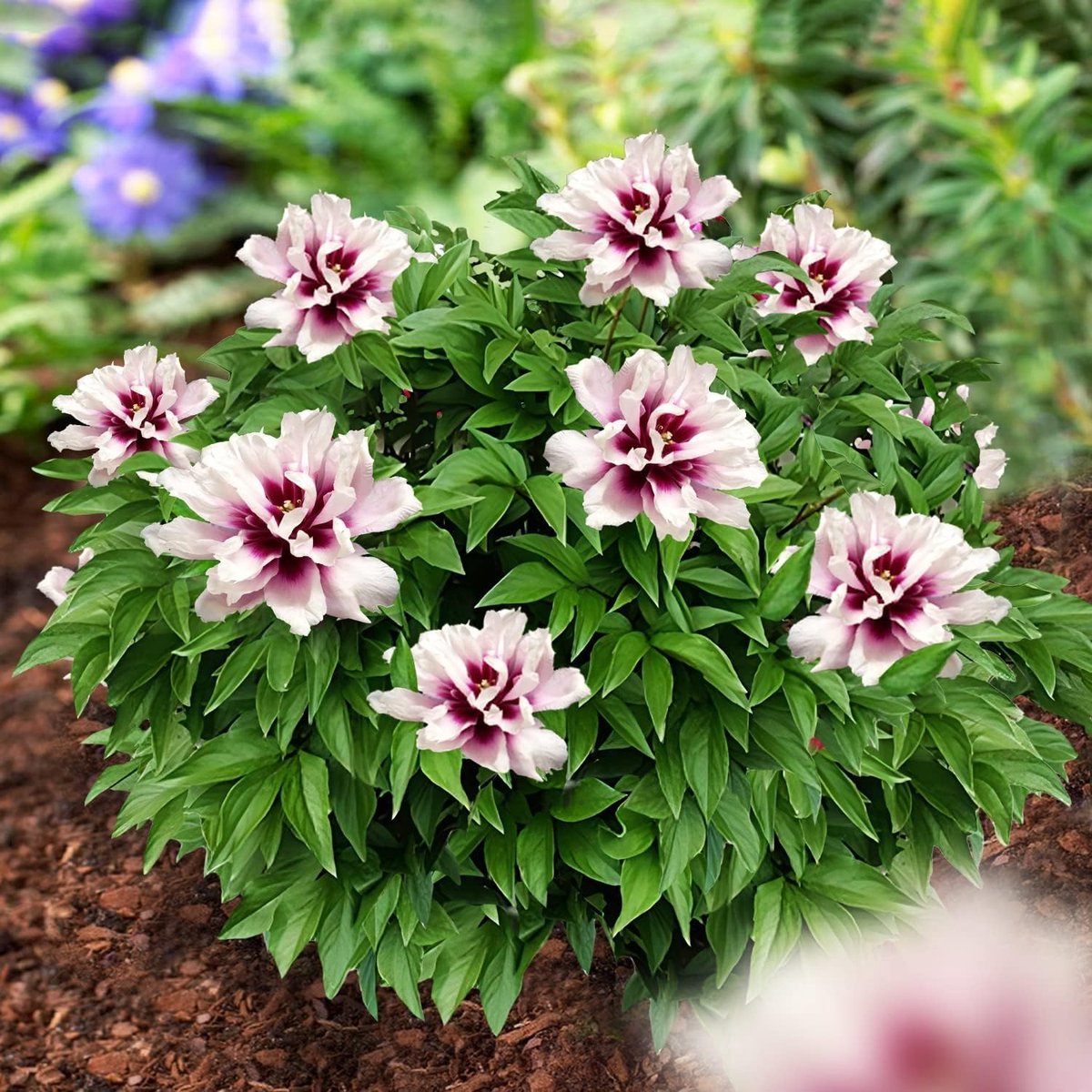 Pioenroos Itoh Wortel - Pink Passion - Tuinplant Winterhard - 1 stuk - Roze - Buitenplanten