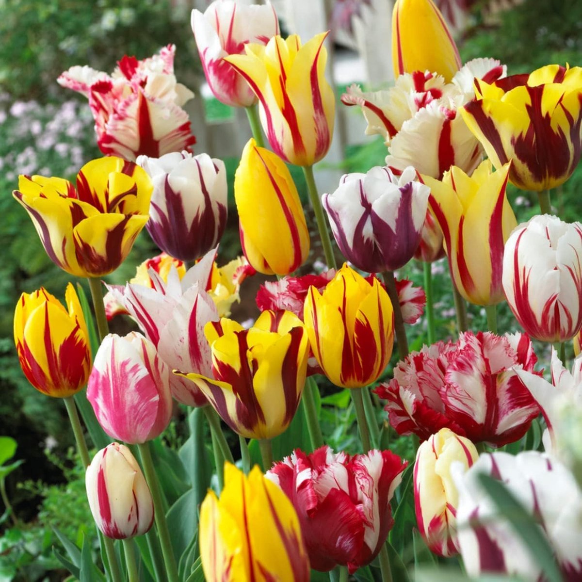 Tulpen Bloembollen Winterhard - Rembrandt - 20 stuks - Meerkleurig - Bloem Bollen Mix - Tulpenbollen Meerjarig