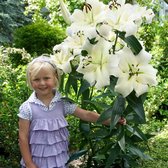 Dutch Bulbs Lily - ' Pretty Woman' - Bulbes de fleurs - 3 pièces - Wit