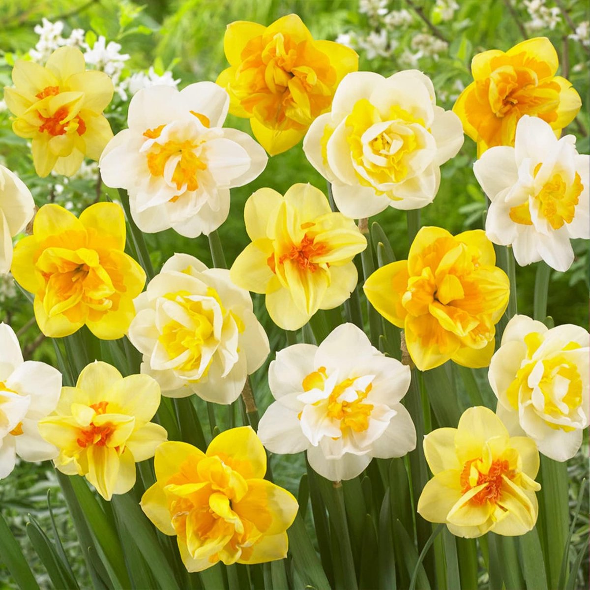 Narcissen Bloembollen Winterhard - Mix van 6 soorten - 25 stuks - Geel & Wit - Bloem Bollen Mix - Paasbloemen Meerjarig