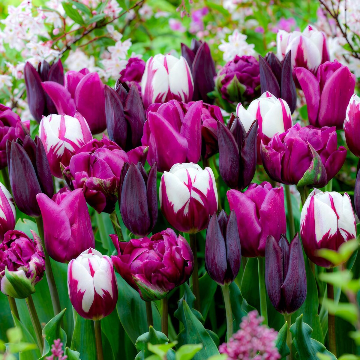 Tulpen Bloembollen Winterhard - Zwart en Wit Mix - 25 stuks - Meerkleurig - Bloem Bollen Mix - Tulpenbollen Meerjarig