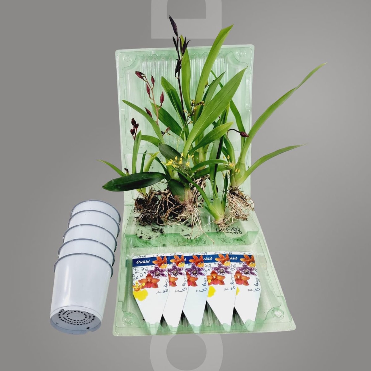 Dutch Bulbs Orchidee plant - Mini - Kamerplant voor binnen - 5 stuks - Meerkleurig - Binnenplant