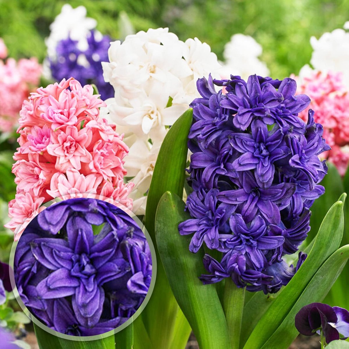 Hyacint Bloembollen Winterhard - Hyacinthus - Double Hearts - 10 stuks - Meerkleurig - Bloem bollen Mix Meerjarig