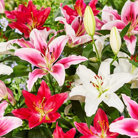 Lily (Lilium) Oriental Mix - 5 bulbes à fleurs. Lys rustiques pour le jardin - Taille 14/16 cm - Récolte 2020