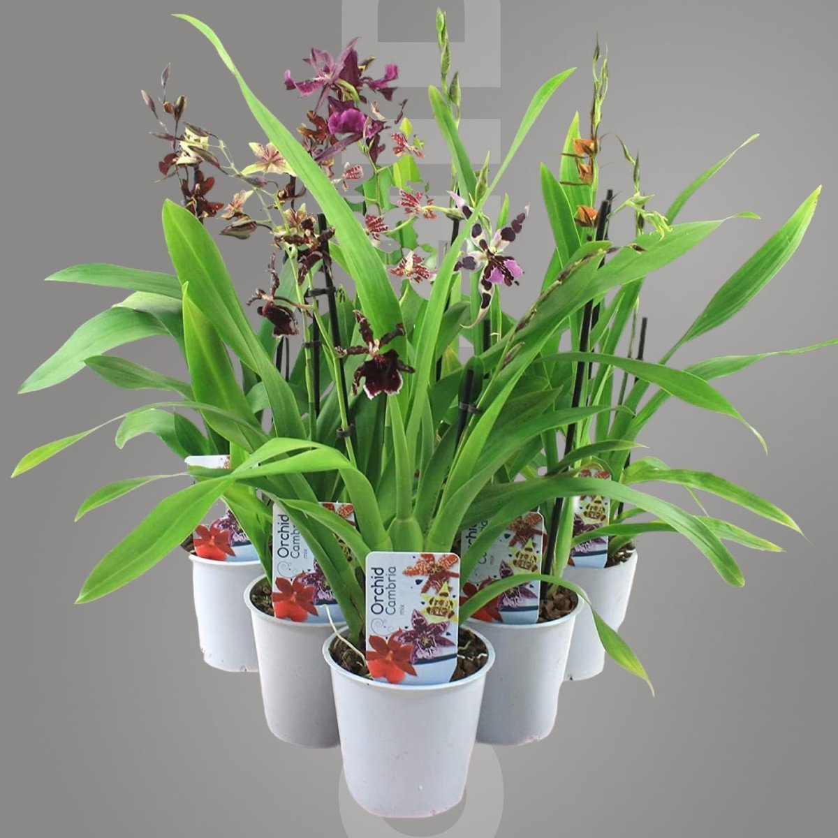 Dutch Bulbs Orchidee plant - Cambria - Kamerplant voor binnen - 5 stuks - Meerkleurig - Binnenplant