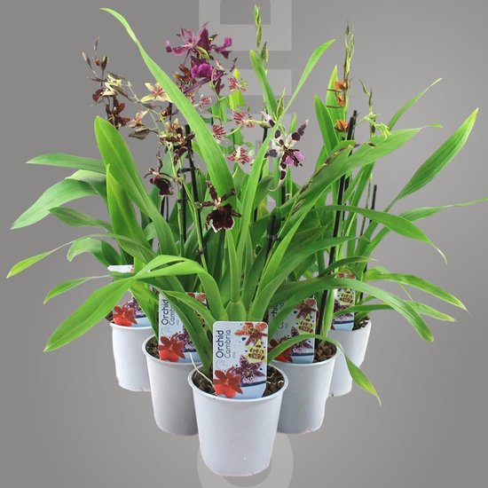 Dutch Bulbs Orchidee plant - Cambria - Kamerplant voor binnen - 5 stuks - Meerkleurig - Binnenplant