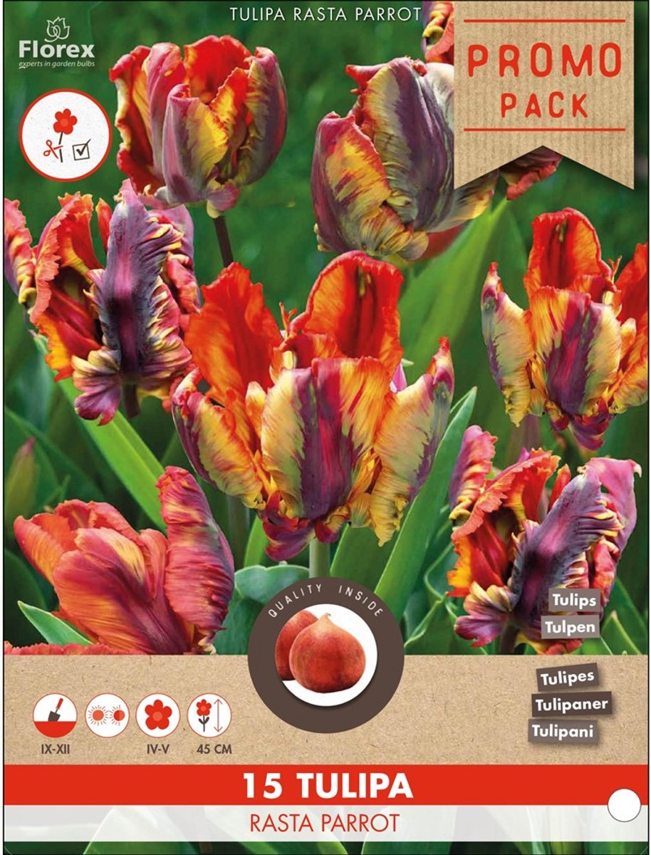 Tulp (Tulipa) - Rasta Parrot - Snijbloemen - Voorjaarsbollen - bloeit in April / Mei