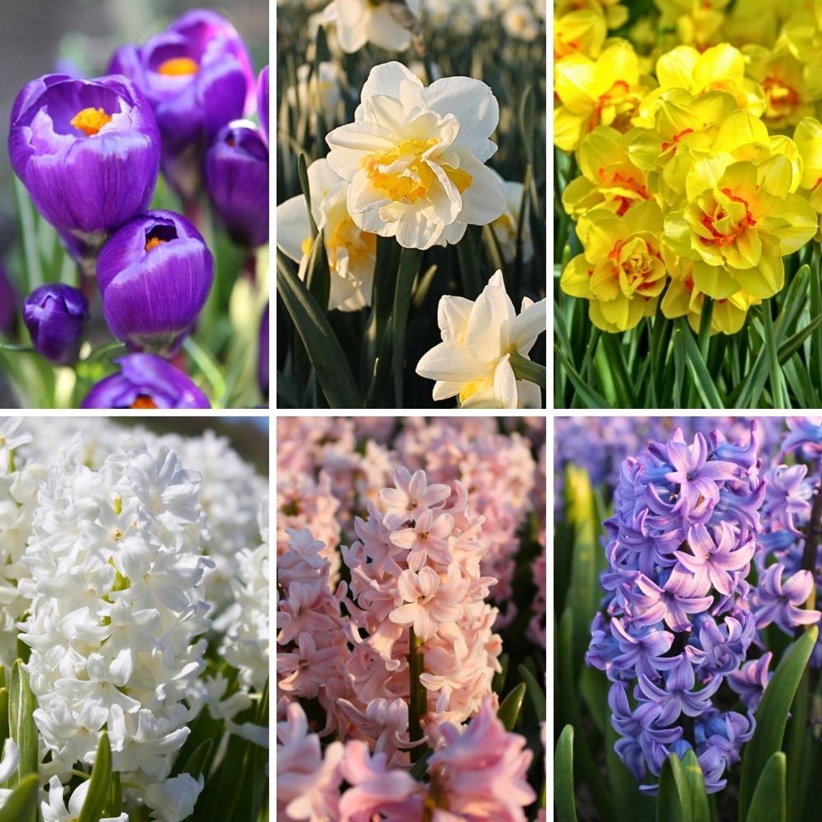 Bloembollenmix Early Spring Mix - 50 bloembollen - krokussen, narcissen, hyacinten - paars, geel, wit, roze, blauw mix - geurend, grootbloemig, vroegbloeiend, winterhard - direct van de kweker - Flowerbulbs Amsterdam