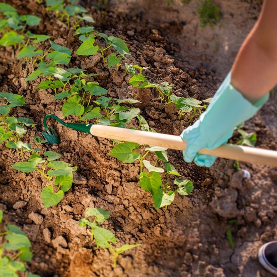 KADAX bebouwer, tuinklauw, tuinhak voor het losmaken van de grond, cultivator voor tuin, metalen handbebouwer, bloemklauw, tuinaccessoires, bloemenhark, vloerventilator (1 tanden, met houten steel) van Merkloos	 — afbeelding 5