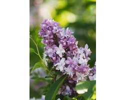 Syringa vulgaris (Syringa vulgaris) 40-60 cm In pot - - -