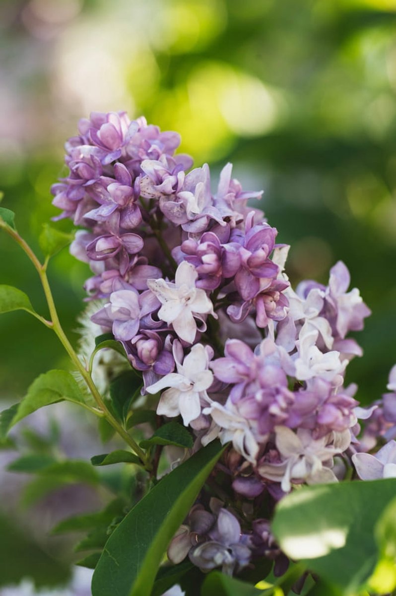 Syringa vulgaris 40-60 cm (in pot) - - Ø17 cm - - -