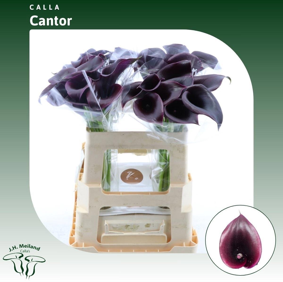 10x Zant.cantor 50cm