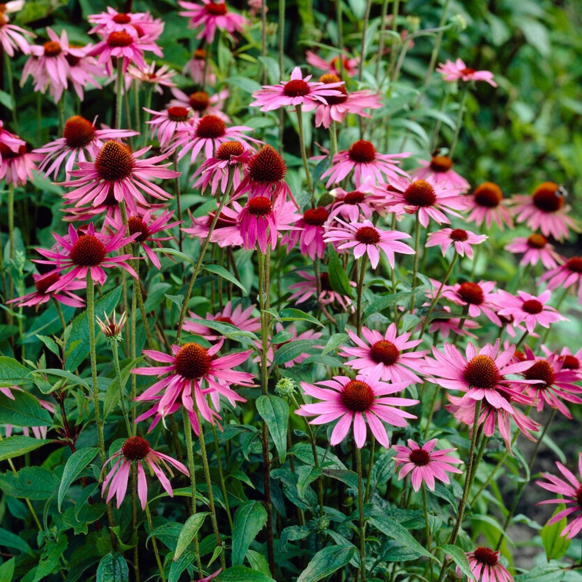 Rode zonnehoed (Echinacaea purpurea) - Roze Zonnehoed Magnus Roze - Echinacea - Vaste planten - Bijen-Vlinders - Snijbloemen - Zomerbollen