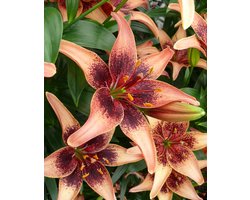 6x Lelie 'Whistler' - BULBi® Bloembollen met bloeigarantie