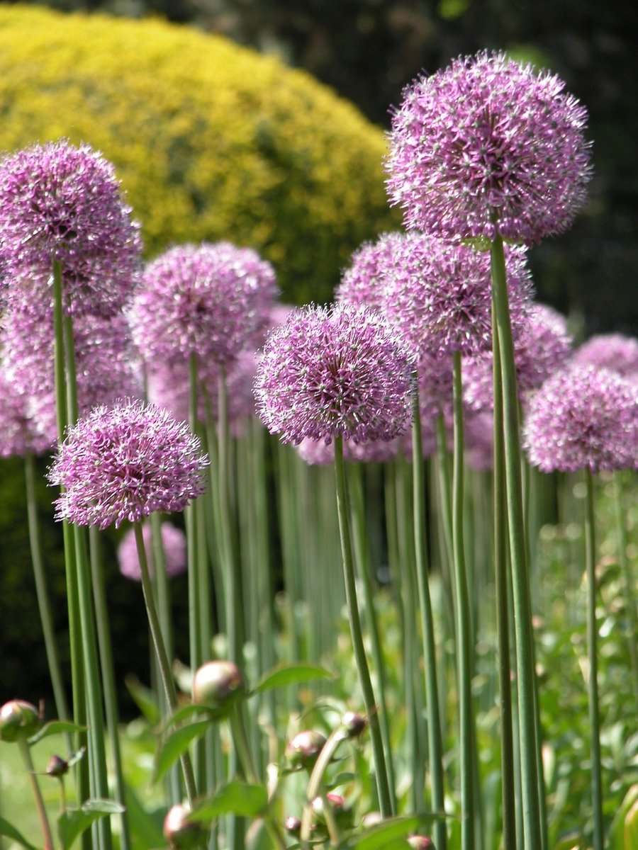 15x Allium 'New york' - BULBi® Bloembollen met bloeigarantie