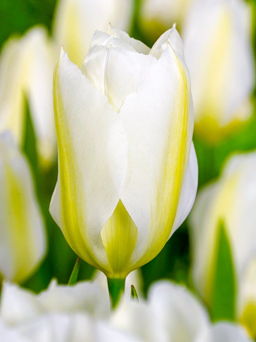 20x Tulpen 'Purissima' - BULBi® Bloembollen met bloeigarantie