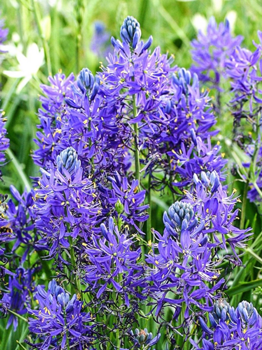 25x Indianenbloem 'Camassia esculenta quamash' - BULBi® Bloembollen met bloeigarantie