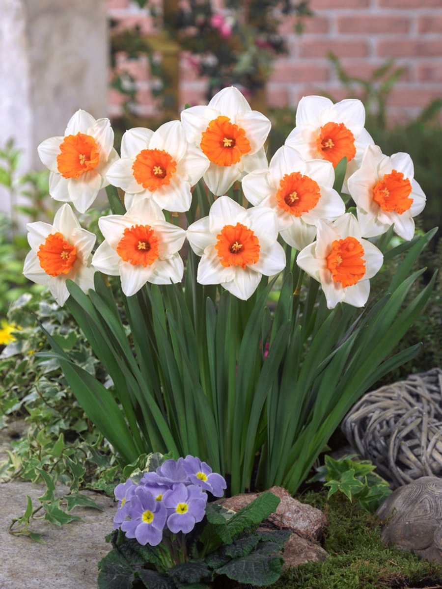 25x Narcissen 'Johann strauss' - BULBi® Bloembollen met bloeigarantie