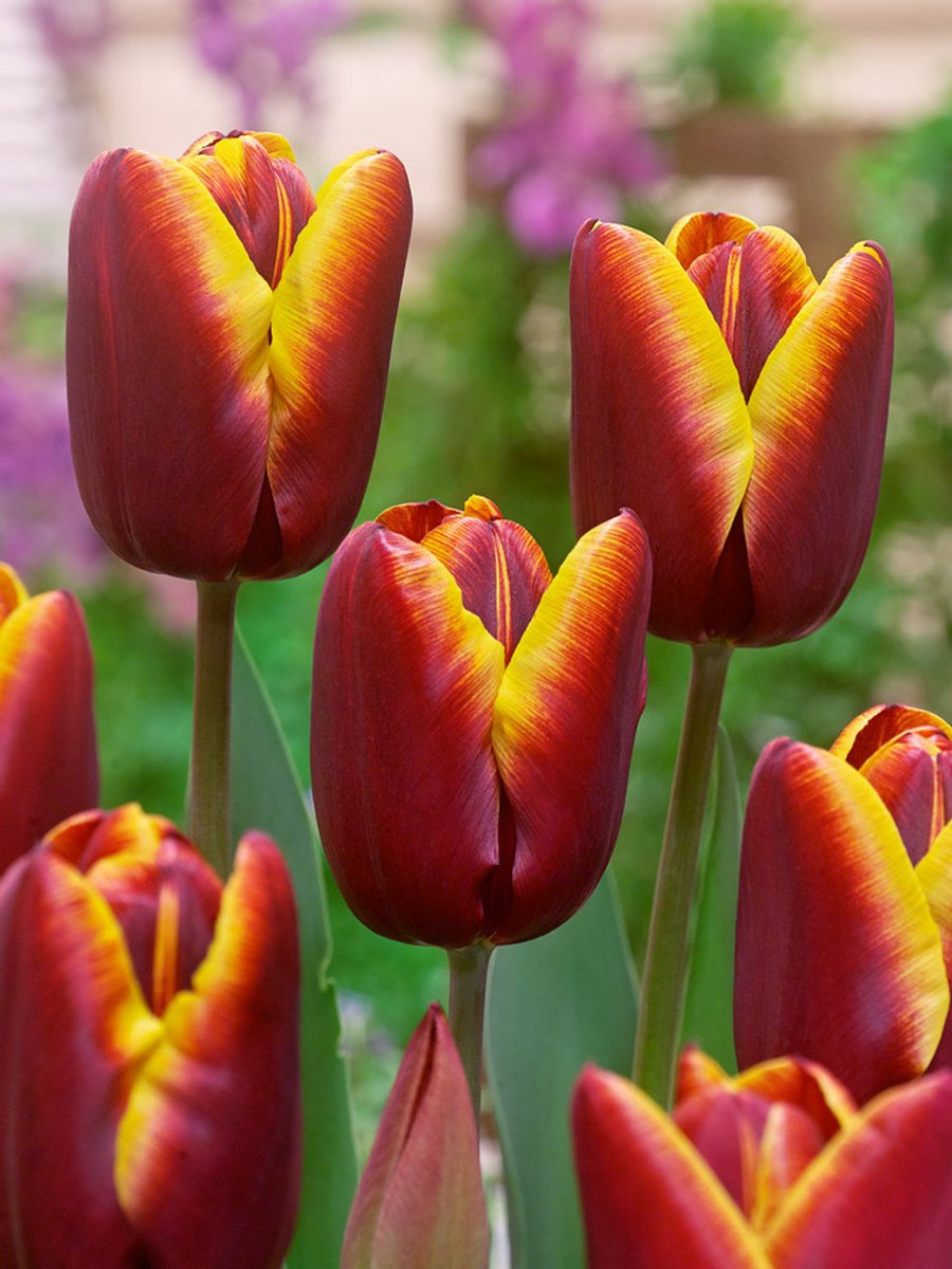 25x Tulpen 'Abu hassan' - BULBi® Bloembollen met bloeigarantie