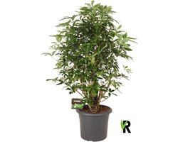 Schefflera Arboricola Compacta vertakt 150 cm – Kamerplant – Vers Van De Kweker – Potmaat Ø40 cm