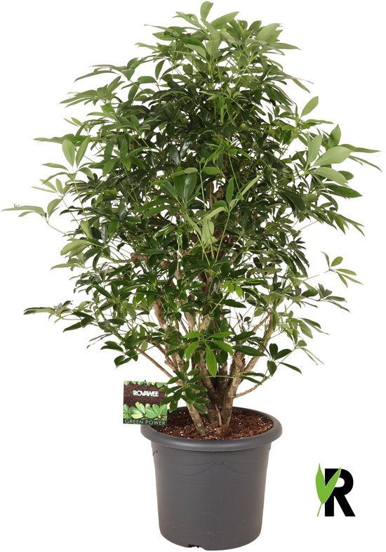 Schefflera Arboricola Compacta vertakt 150 cm – Kamerplant – Vers Van De Kweker – Potmaat Ø40 cm