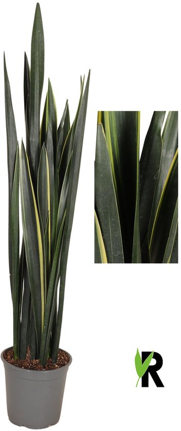 Sansevieria Black Golden 130 cm – Kamerplant – Vers Van De Kweker – Potmaat Ø24 cm