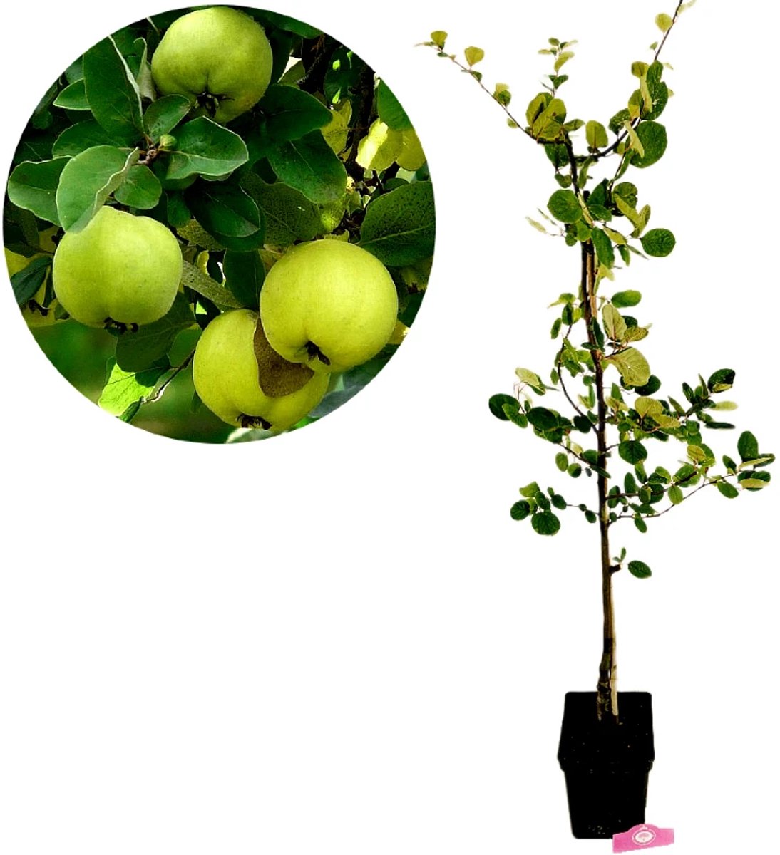 Cydonia oblonga 'Leskovacz', Kweepeerboom, 5 liter pot