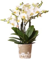 Kolibri Orchids | witte Phalaenopsis orchidee - Lausanne- potmaat Ø12cm | bloeiende kamerplant - vers van de kweker