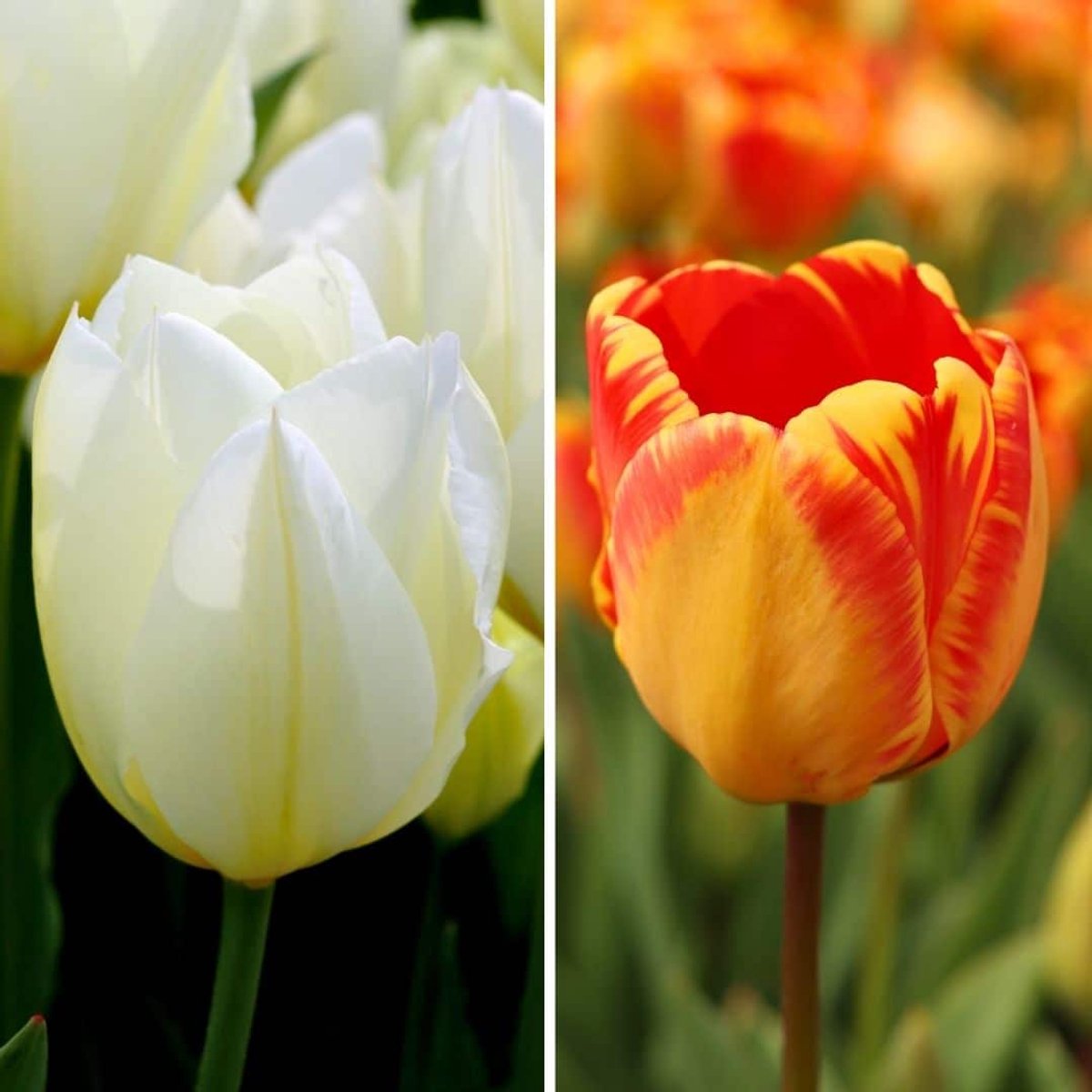 Tulpenbollen Nadine's Happiness - 30 bloembollen - bolmaat 12+ - rood/geel en wit mix, grootbloemig, voorjaarsbloeier, winterhard - direct van de kweker - Flowerbulbs Amsterdam