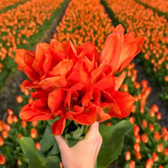 Tulipe ' Orange Emperor' de Flowerbulbs Amsterdam - Beauté Oranje rayonnante pour votre Jardin - 45 Bulbes de fleurs - Bulbes de fleurs printemps - Tulipes