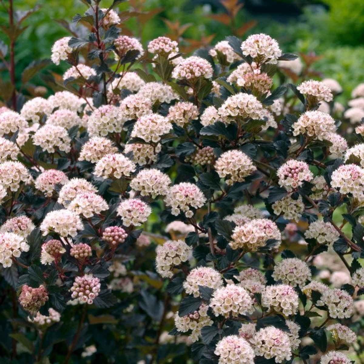 Plants Online - Tuinplanten - Heesters - Set van 1 - Physocarpus opulifolius Summer Wine - 5 liter pot - Plant 60-80 cm