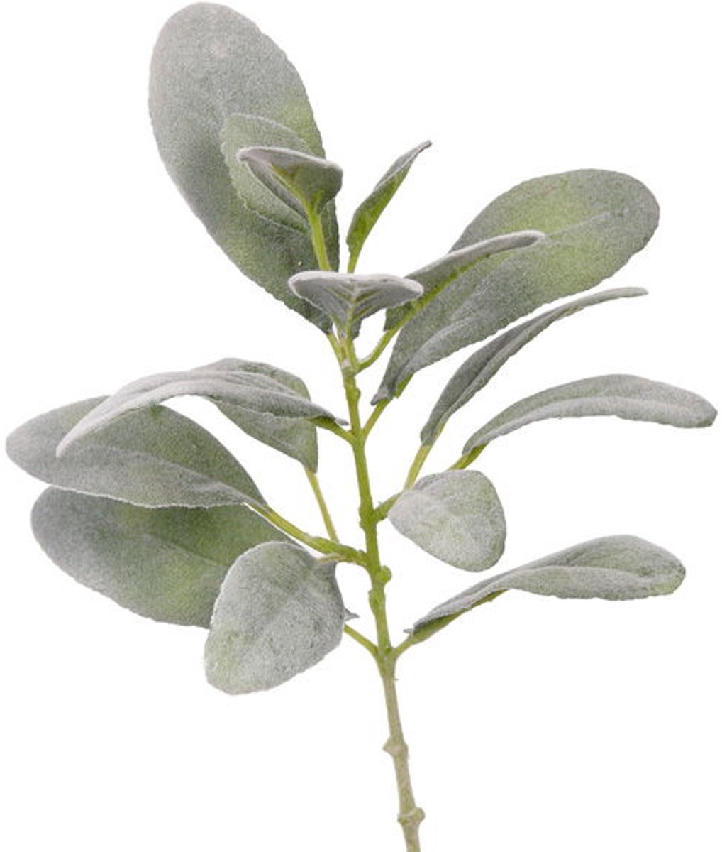 Top art - Lamsoor Limonium vulgare steek met 16 blaadjes 5x L/5x M...