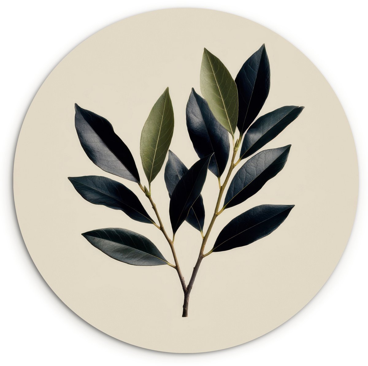 WallCircle Wandcirkel 30x30 cm - Muurcirkel Ovaal - Olijfgroen - Simpel - Muurdecoratie woonkamer - Wanddecoratie slaapkamer - Kamer decoratie accessoires - Ronde schilderijen Tak - Blad