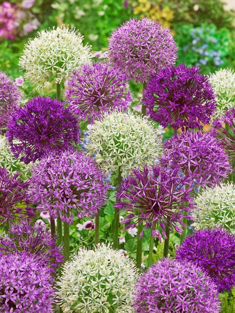 6x Allium 'Giant mix' - BULBi® Bloembollen met bloeigarantie