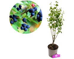 Amelanchier alnifolia 'Smokey', Krentenboompje, Hoogte 70cm, 2 liter pot